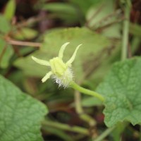 Trichosanthes scabra Lour.